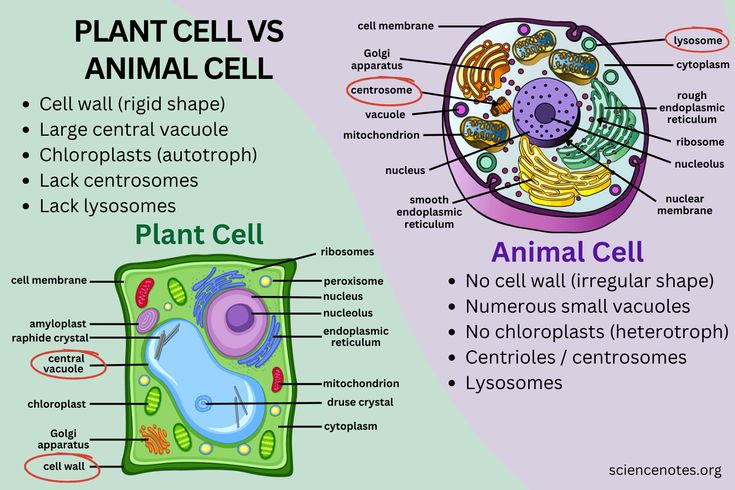 an animal cell and plant cell are labeled in the diagram, with labels on each side