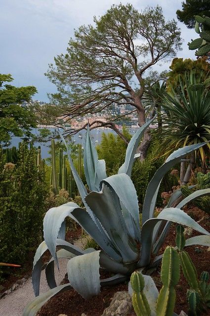 a large green plant sitting on top of a lush green hillside next to trees and water