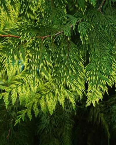 Dwarf Conifers | Dwarf conifers, Conifers garden, Dwarf plants