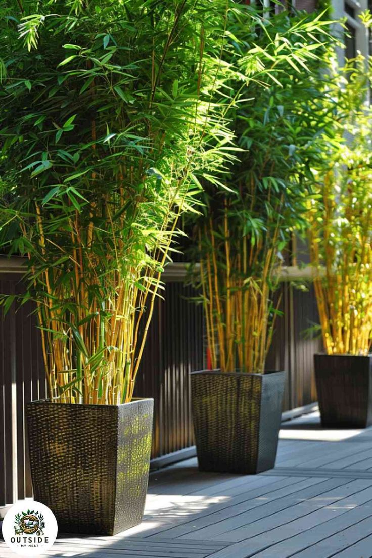 some very pretty plants in large planters on the side of a building with wood flooring