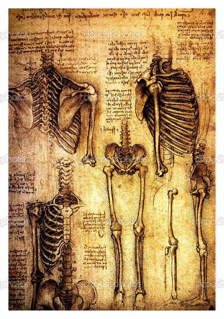 an old drawing of the human skeleton and other skeletal structures in a white frame on display