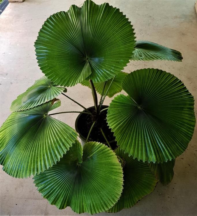 a potted plant with large green leaves