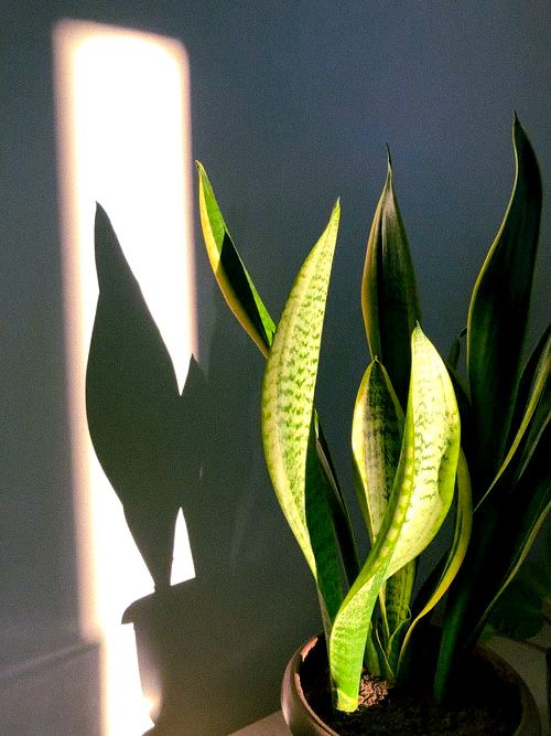 a potted plant sitting on top of a wooden table next to a shadow cast wall