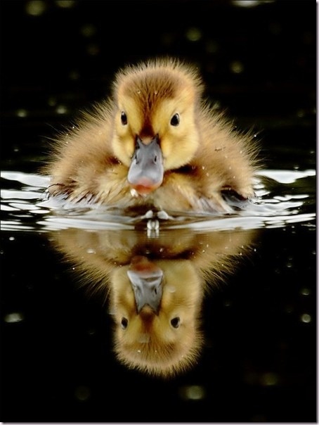 a duckling swimming in the water with its reflection