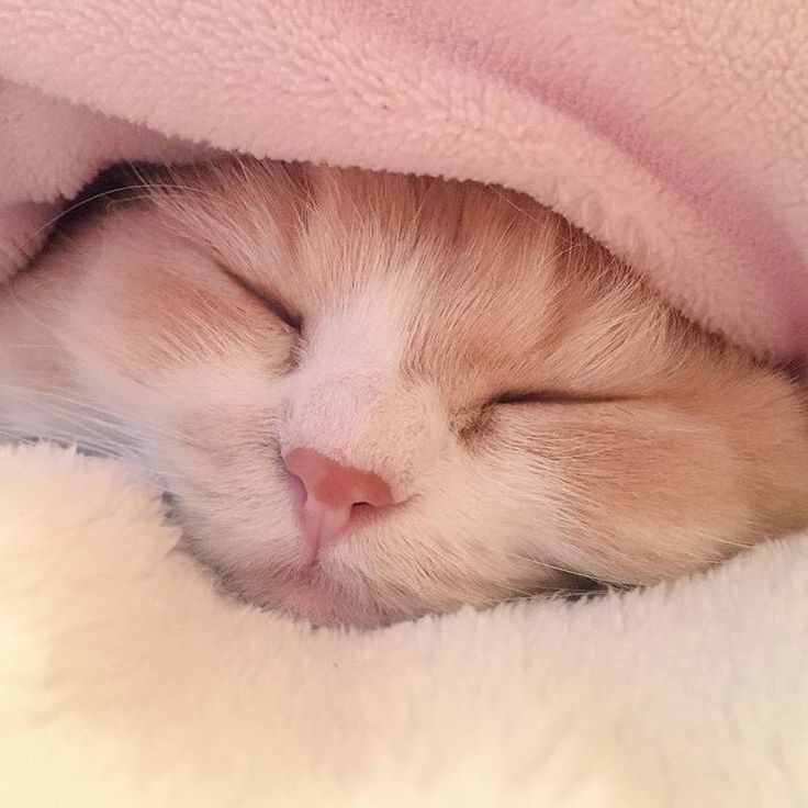 a cat sleeping under a pink blanket on top of a white bedding covered in blankets