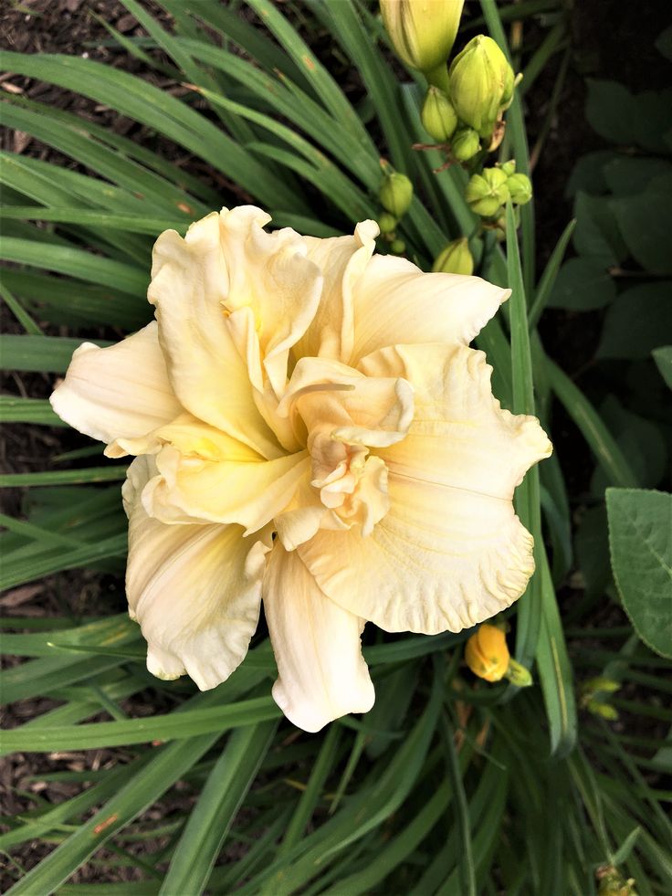 a large yellow flower with green leaves in the background