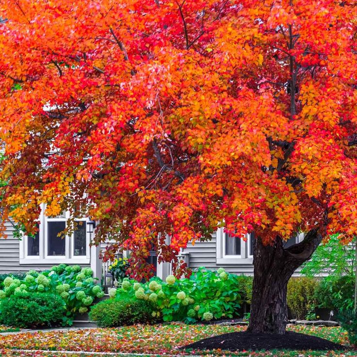 a tree with red leaves in front of a house