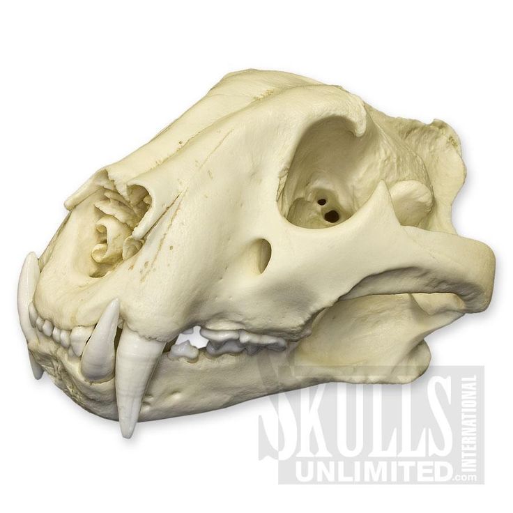 an animal's skull is shown with the lower jaw exposed to reveal its teeth