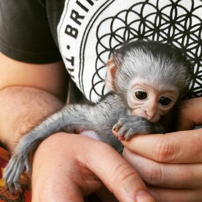 a person holding a baby monkey in their hands with the caption, i am not sure what this is