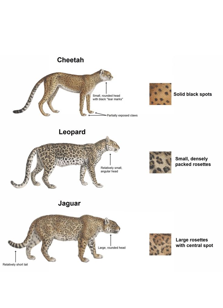 the different types of leopards are shown in this diagram