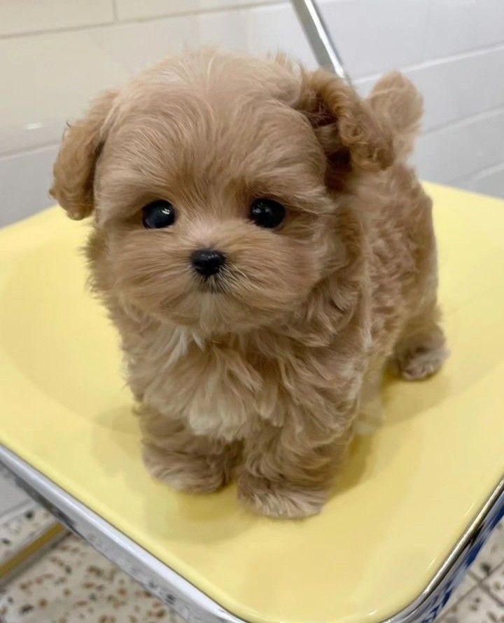 a small brown dog sitting on top of a yellow chair