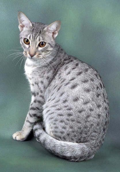 A spotted tabby cat has, as the name suggests, spots all over their sides. These spots