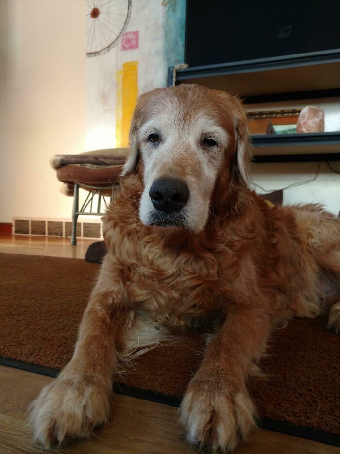 a brown dog laying on top of a wooden floor