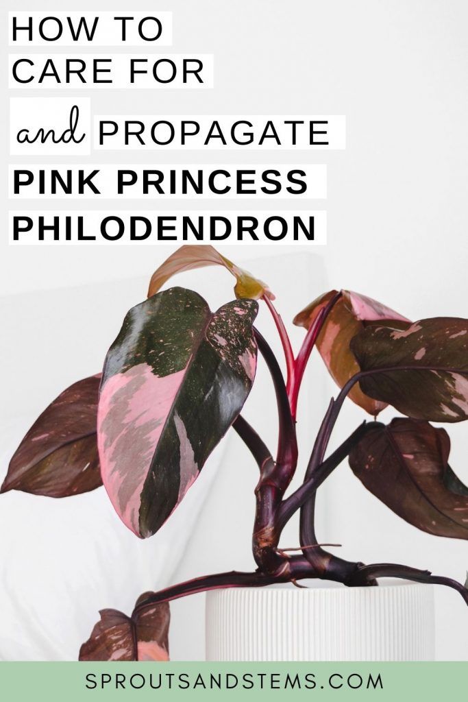 a pink plant with the words how to care for and propagate pink princess phlodendron