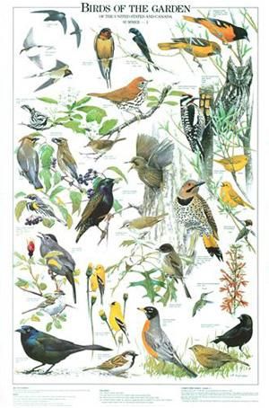 birds of the garden are shown in this poster