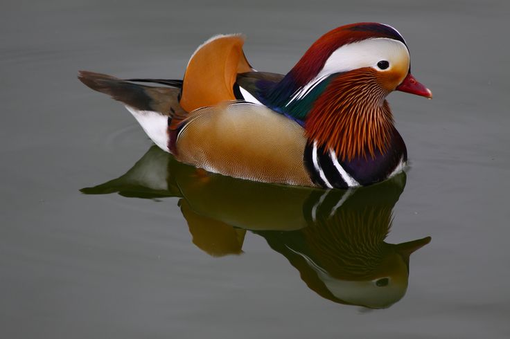 a colorful bird floating on top of a body of water