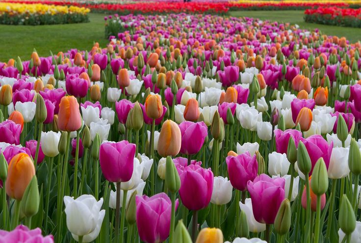 many different colored tulips in a field