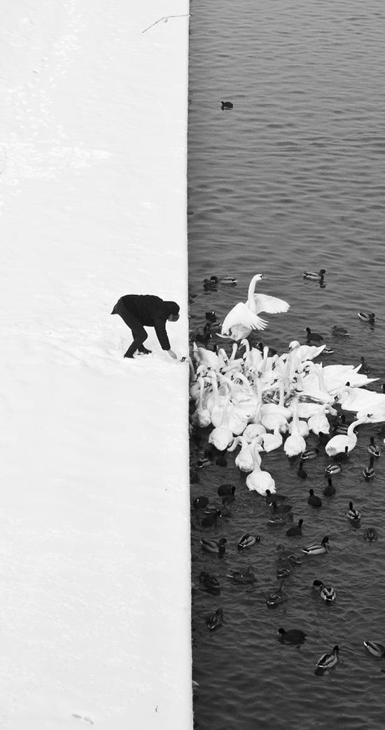 black and white photo of birds on the water with one bear in it's mouth