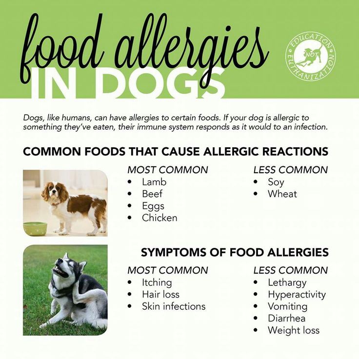 Food Allergy Chart | Dog allergies, Common food allergies, Food allergies