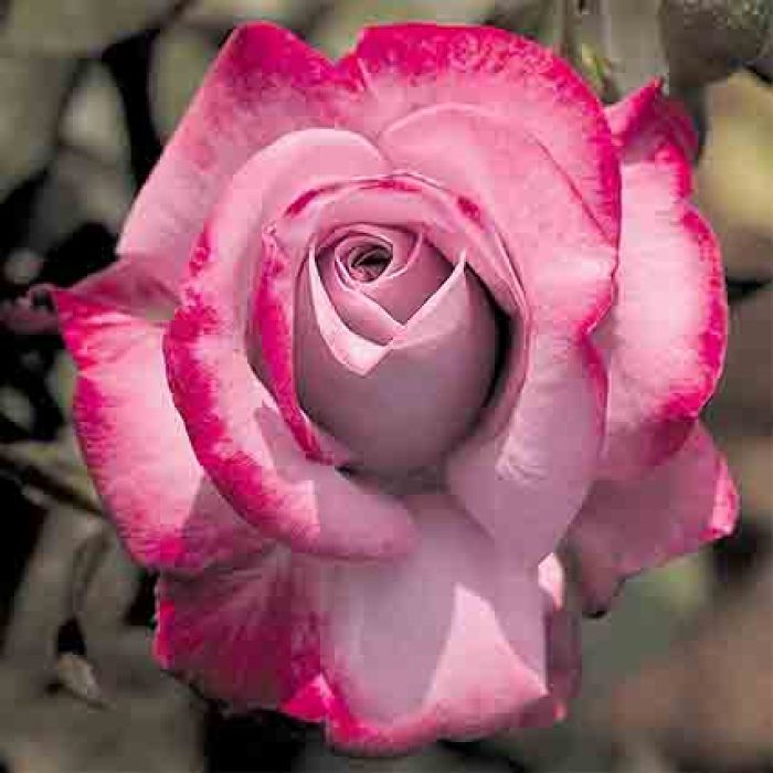 a large pink rose is blooming in the middle of it's flower stalk