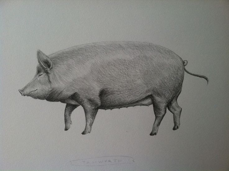 a pencil drawing of a pig standing on its hind legs