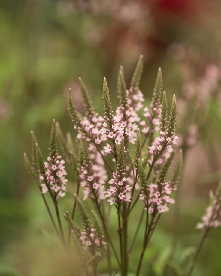 some pink and white flowers in the grass