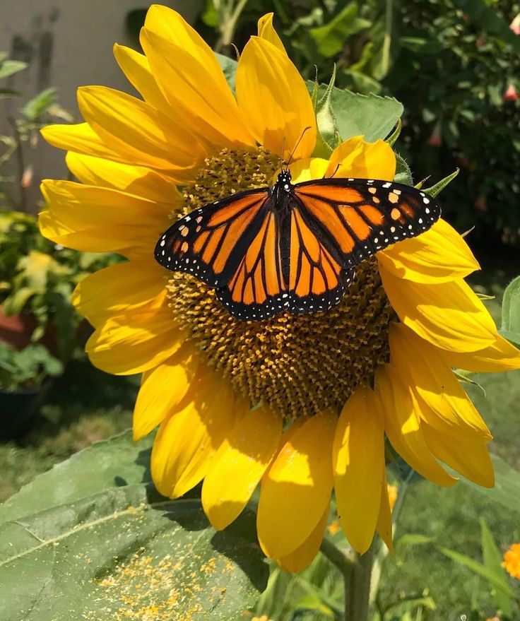 a butterfly sitting on top of a yellow sunflower with green leaves in the background