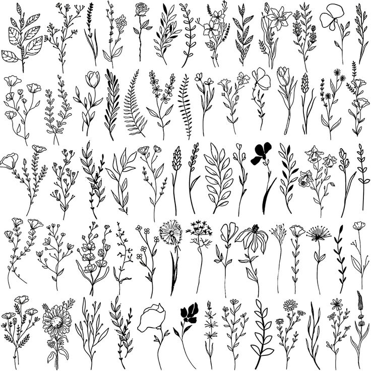 various plants and flowers drawn in black ink