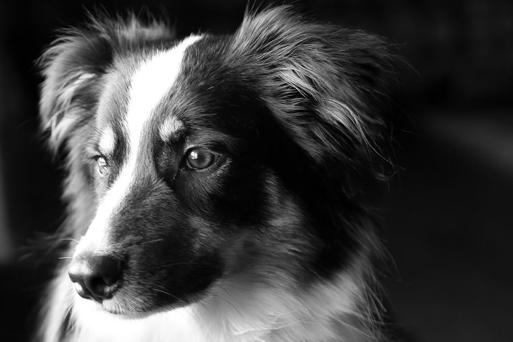 a black and white dog looking at the camera