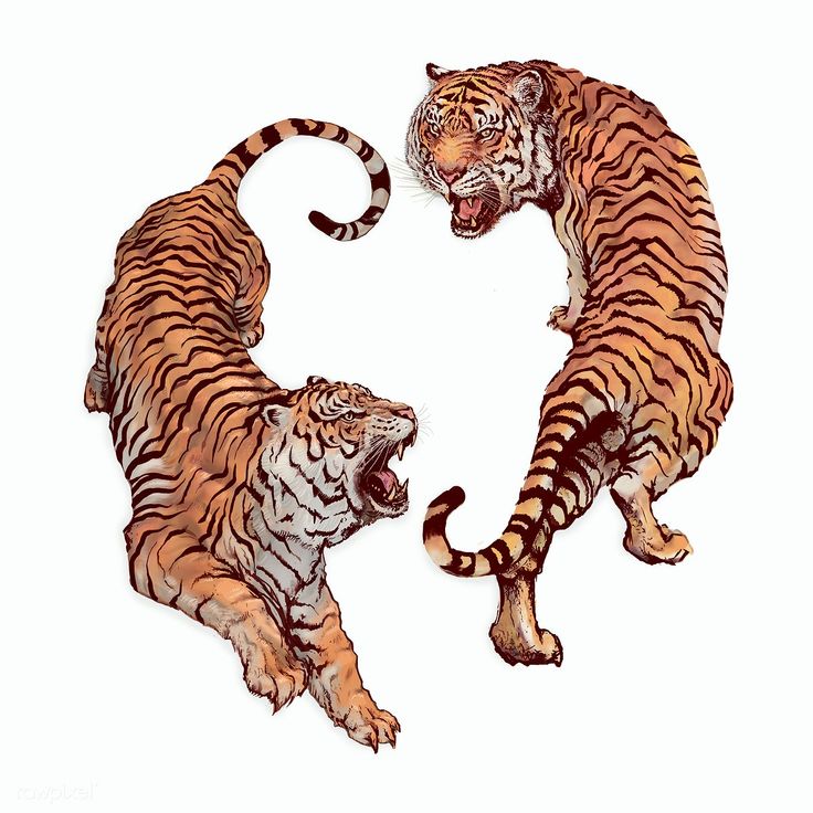 Hand drawn roaring tiger illustrations on an off white background | premium image by rawpixel.com Two Tigers, Art Tigre, Tiger Vector, Angry Tiger, Tiger Roaring, Tiger Drawing, Tiger Wallpaper, Portfolio Art, Tiger Illustration