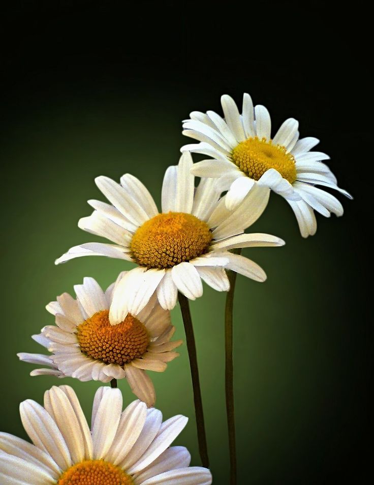 three white daisies with yellow centers in front of a black background