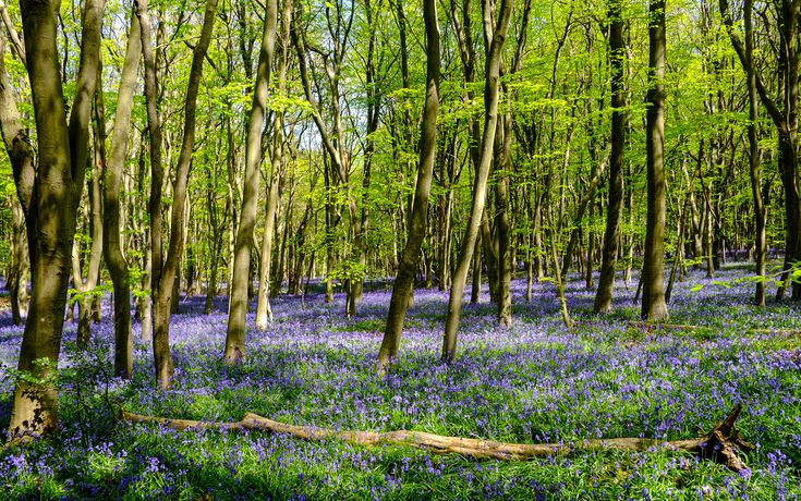 bluebells in the woods are blooming all over the ground and on the trees