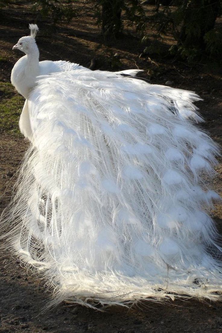 a large white bird with long feathers on it's back and tail, standing in the dirt