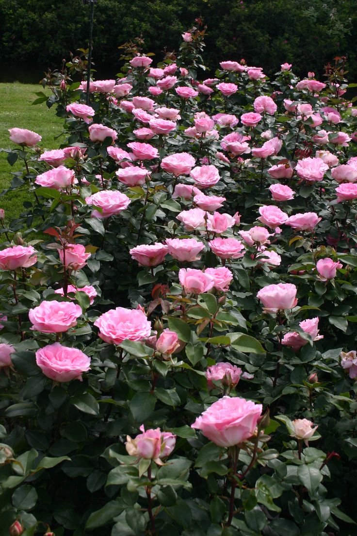 many pink roses are blooming in the garden