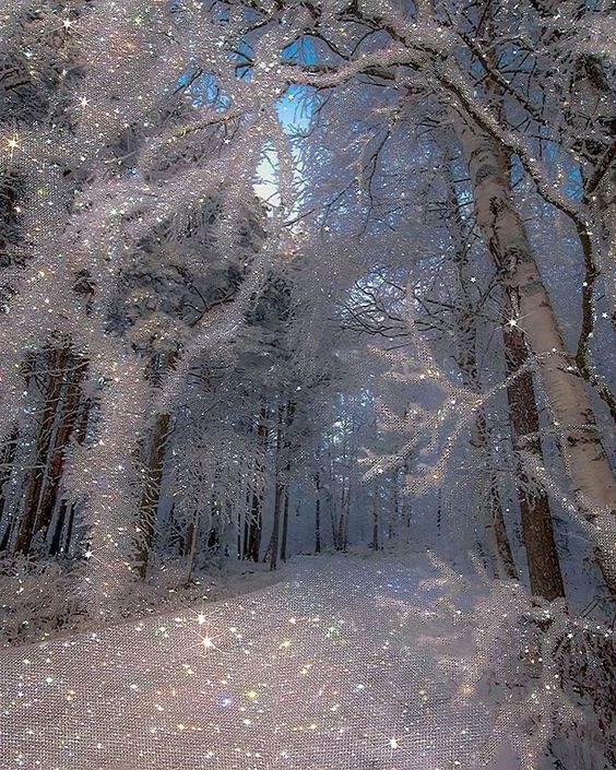 snow covered trees in the middle of a forest with white lights on them and sparkles all around