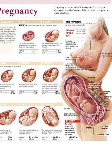 an image of a pregnant woman's stomach and the stages of her baby's development