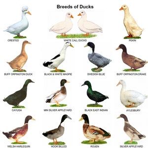 A4 Posters. Breeds of Poultry 2 Different Posters - Etsy | Breeds, Duck ...