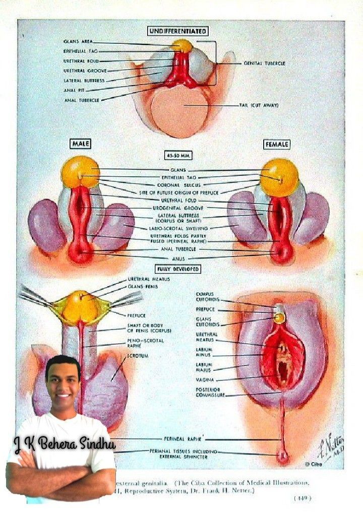 an image of diagram of the human body