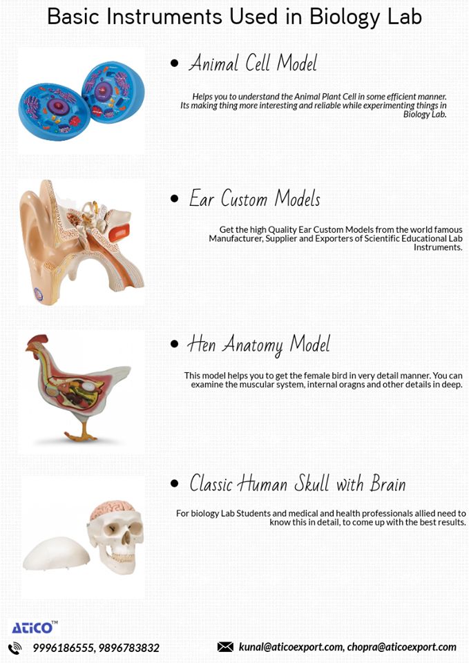 an info sheet describing the different types of human body parts and their functions in biology