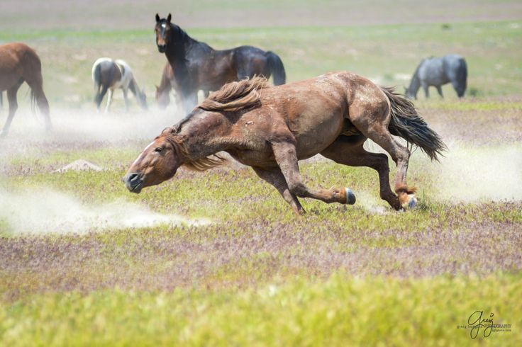 several horses are running through the grass in an open field, with dust coming from their legs