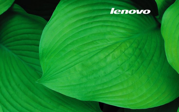 green leaves with the lenovo logo above them