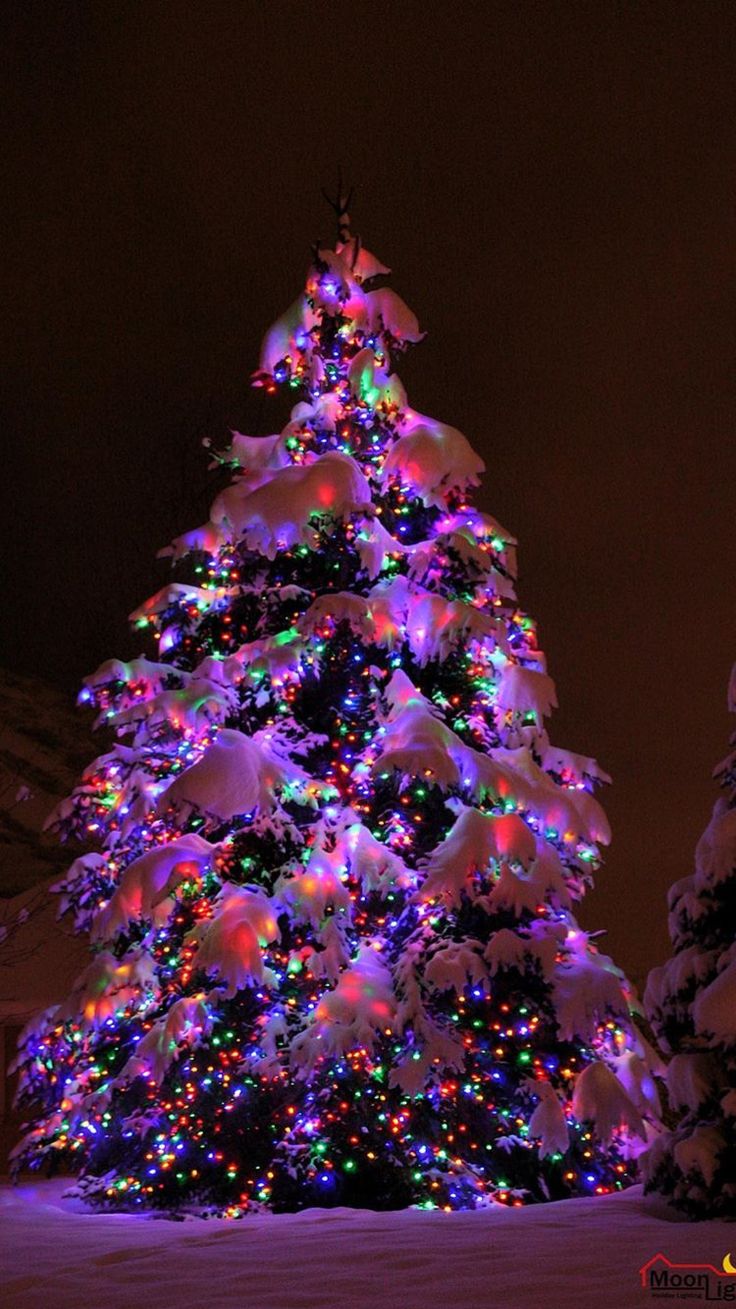 a lit christmas tree in the snow at night