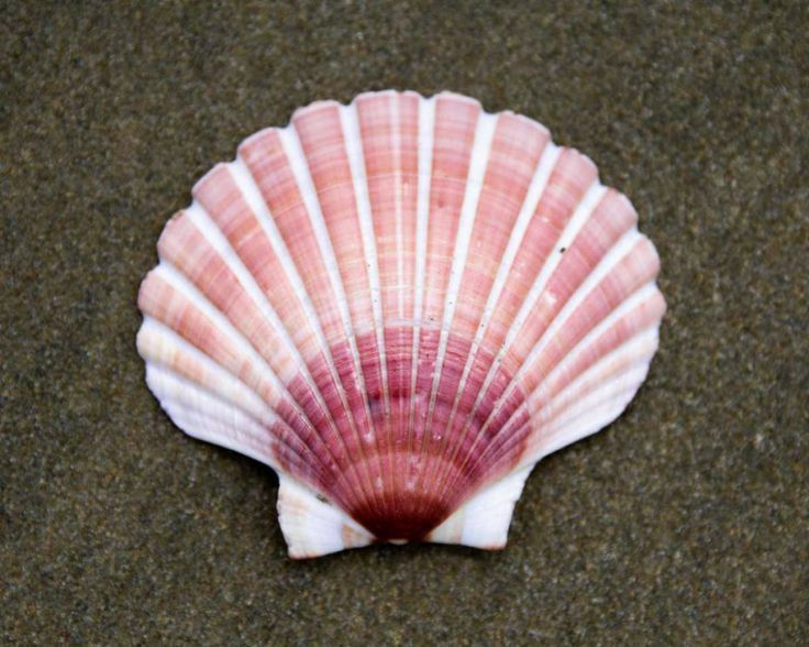 a pink and white shell on the sand