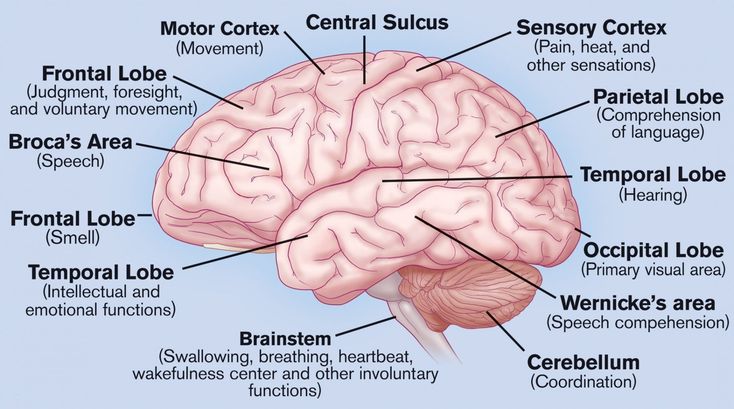 an image of the human brain with labels