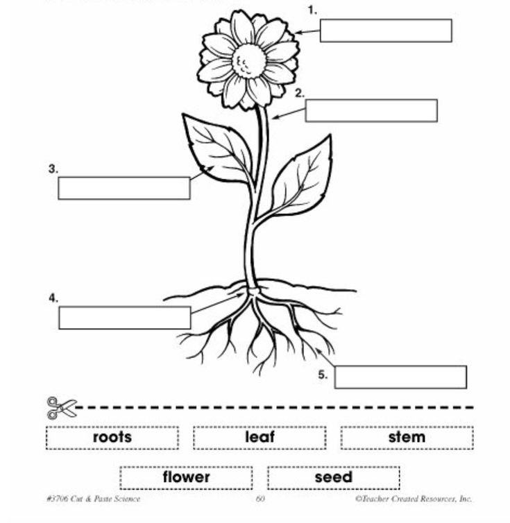 the parts of a plant worksheet for kids to learn about plants and their roots