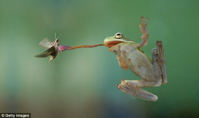 a frog catching a hummingbird with it's mouth