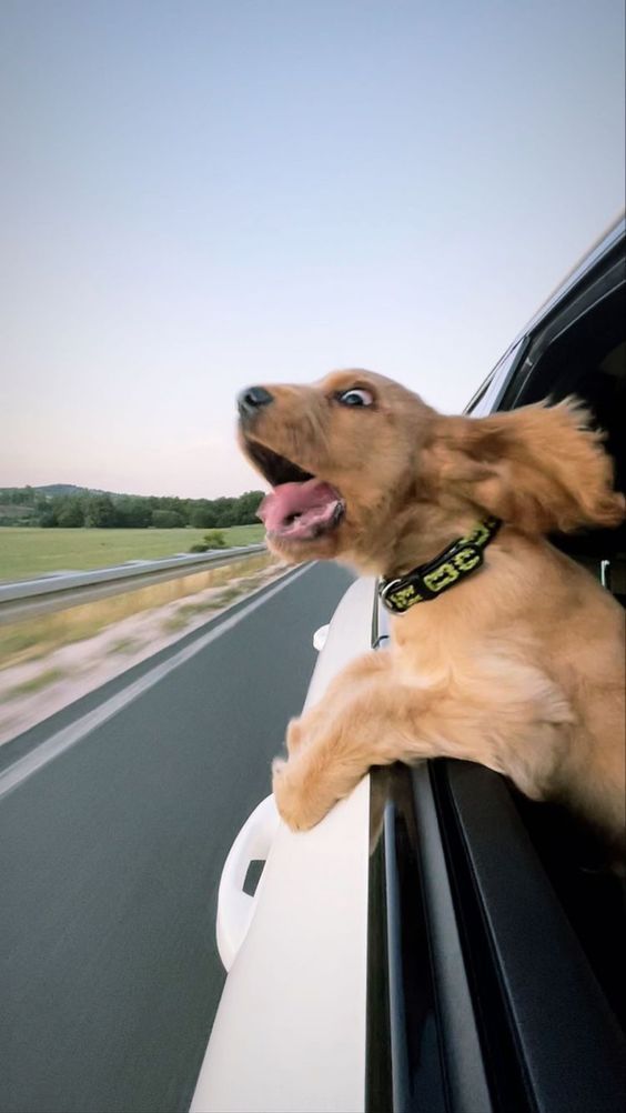 a brown dog sticking its head out the window of a car while driving down a highway