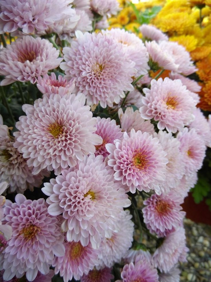 pink and yellow flowers are in a garden