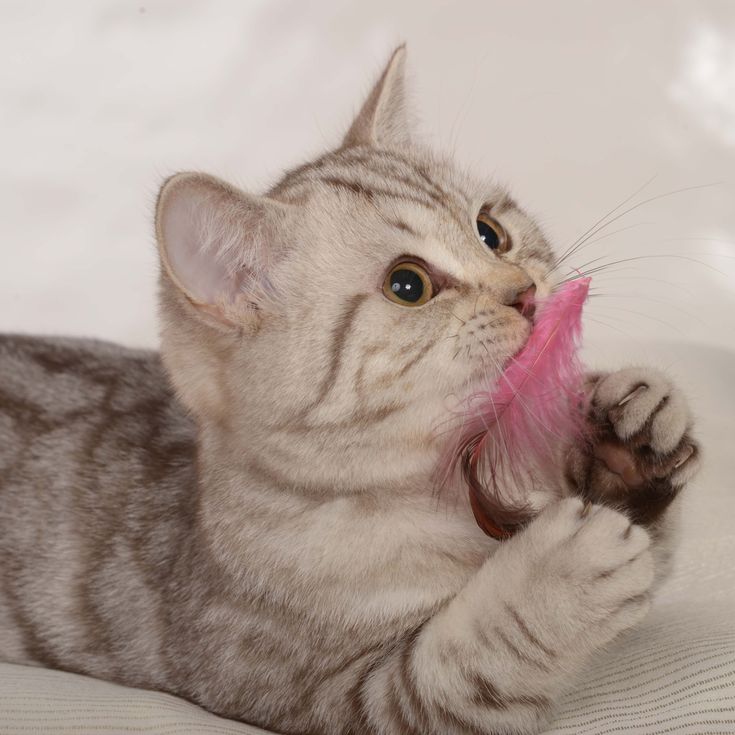 a cat playing with a pink toy on top of a white bedding sheet in front of it's face