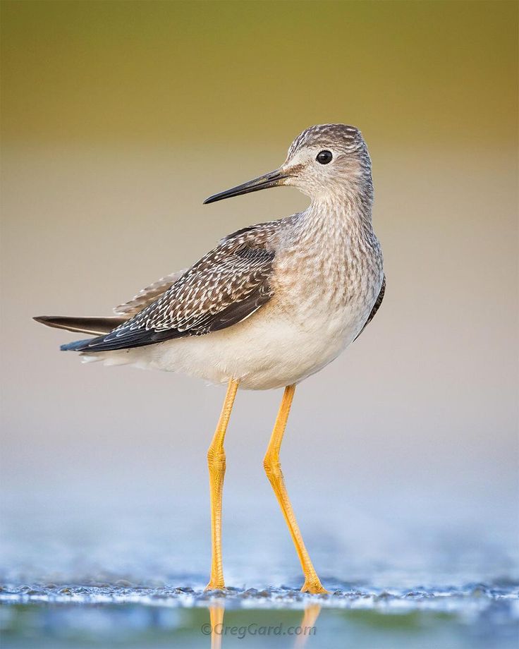 a small bird standing on top of a wet ground